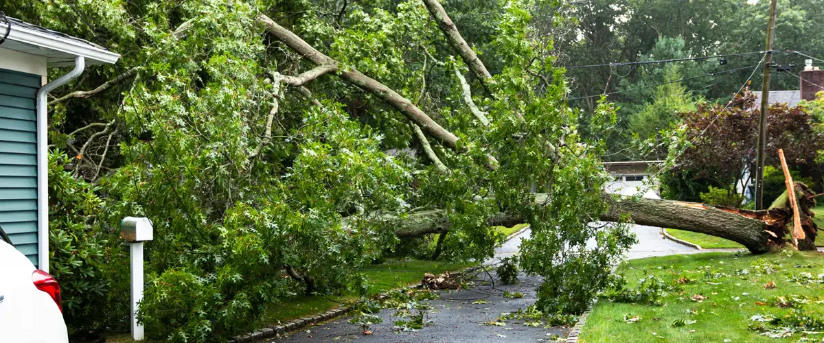 Does My Homeowners Insurance Cover My Yard?
