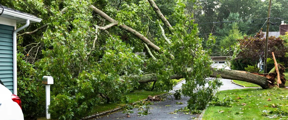 Does My Homeowners Insurance Cover My Yard?